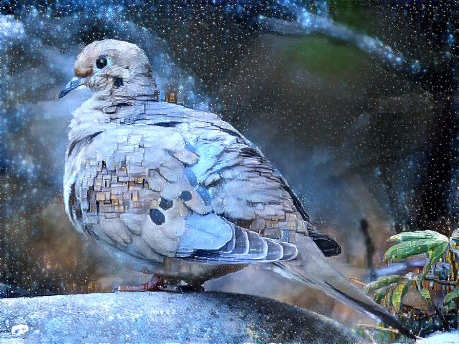 Snow Dove