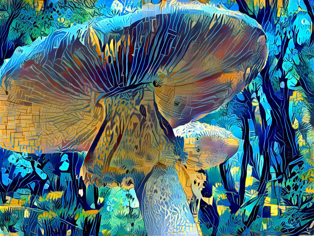 Shrooms