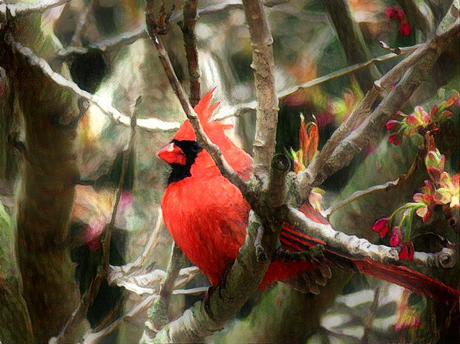 Cardinal in Blossoming Tree