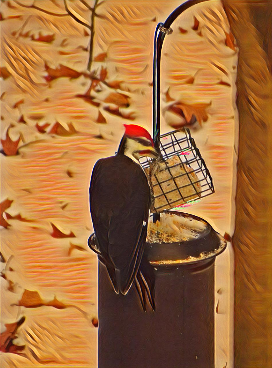 Pileated Woodpecker at Feeder