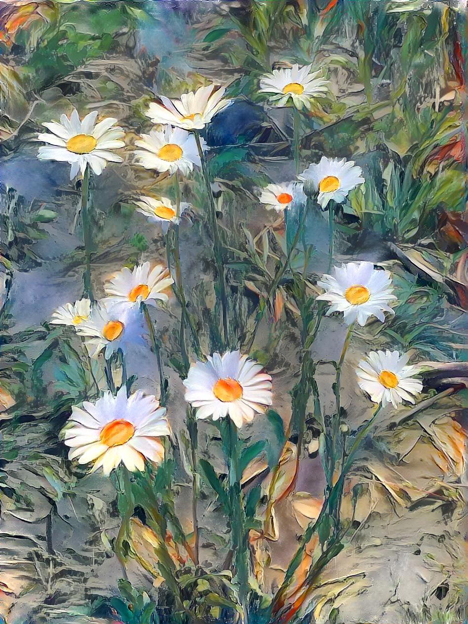 Daisies