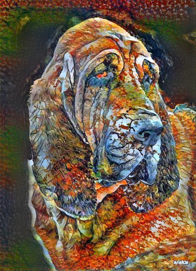 My bloodhound girl Rosie