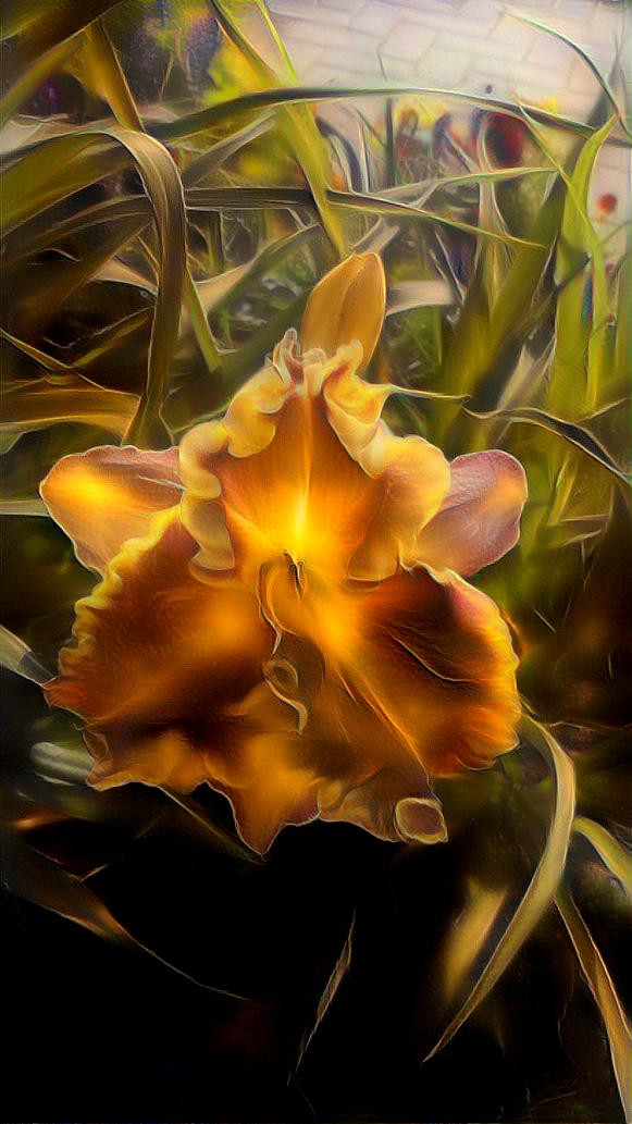 Daylily of joy