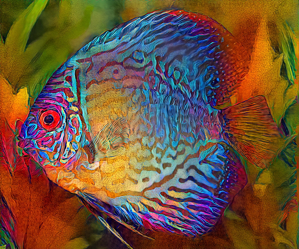 Discus Fish