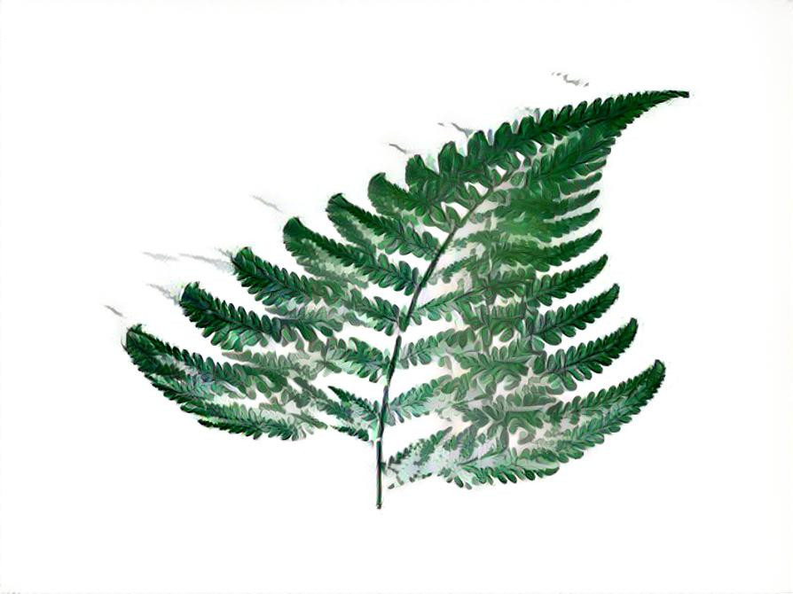 fern2