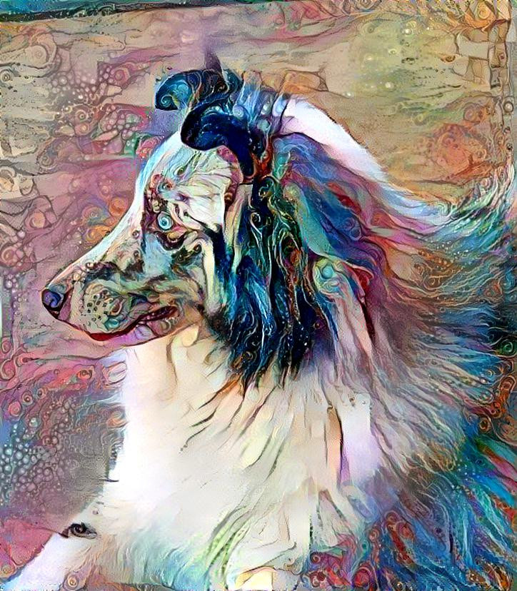 blue merle sheltie1