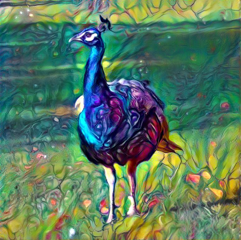 Peacock