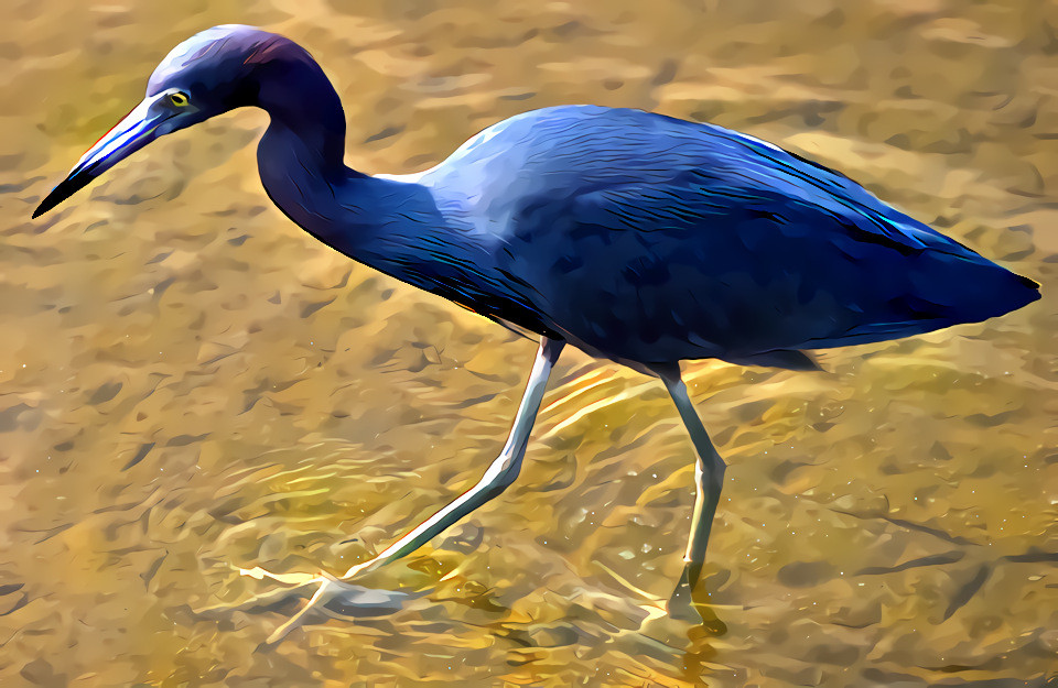 Little Blue Heron