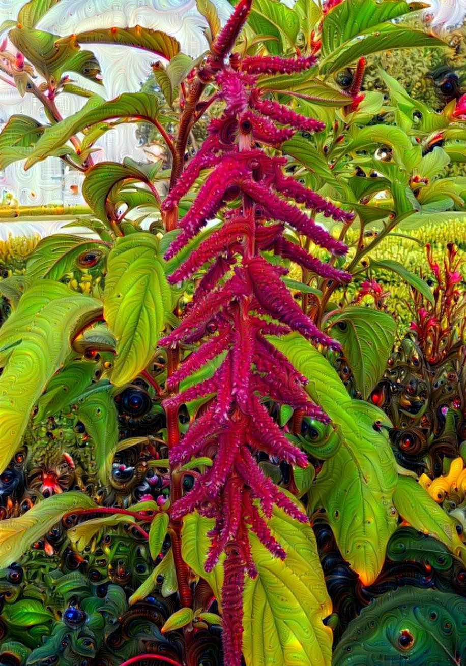 Love lies bleeding