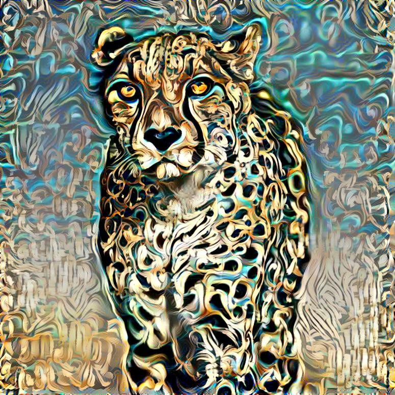 Cheetah 