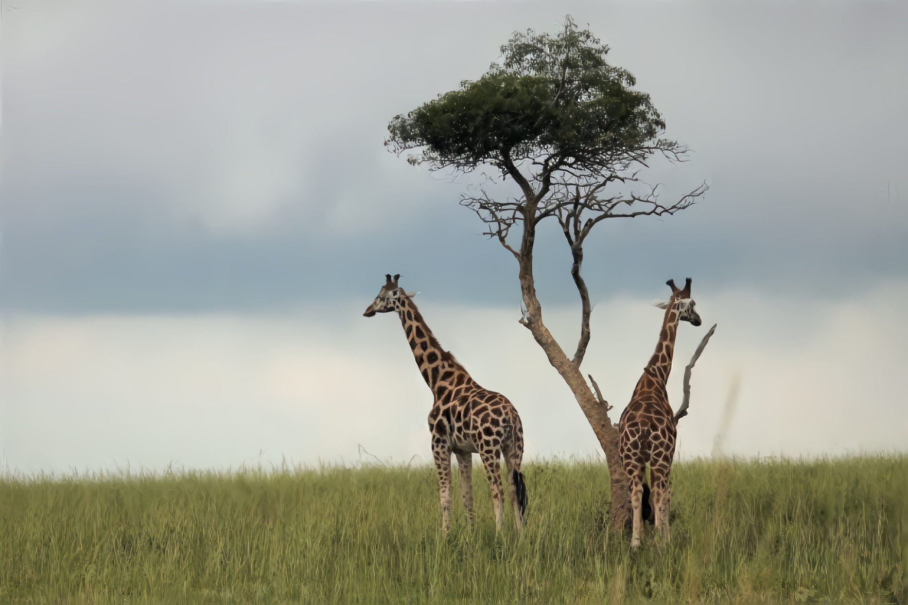 Uganda Giraffes Under the Tree