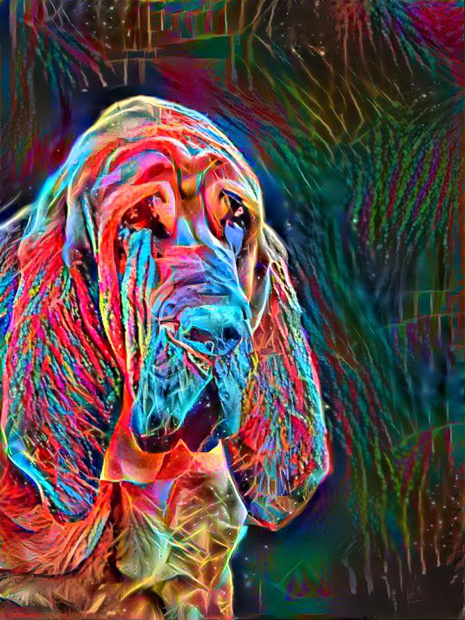 My bloodhound boy Peppino