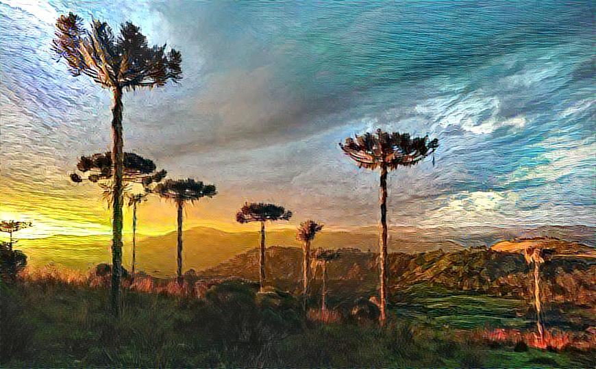 South American Pine Trees