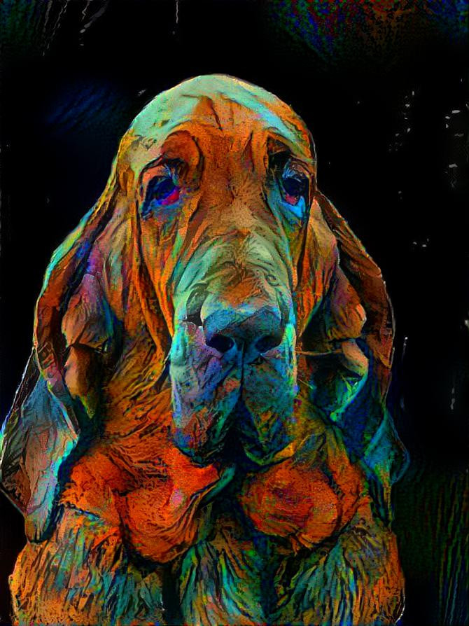 My bloodhound girl Klara