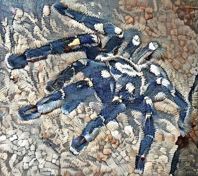 Poecilotheria Metallica