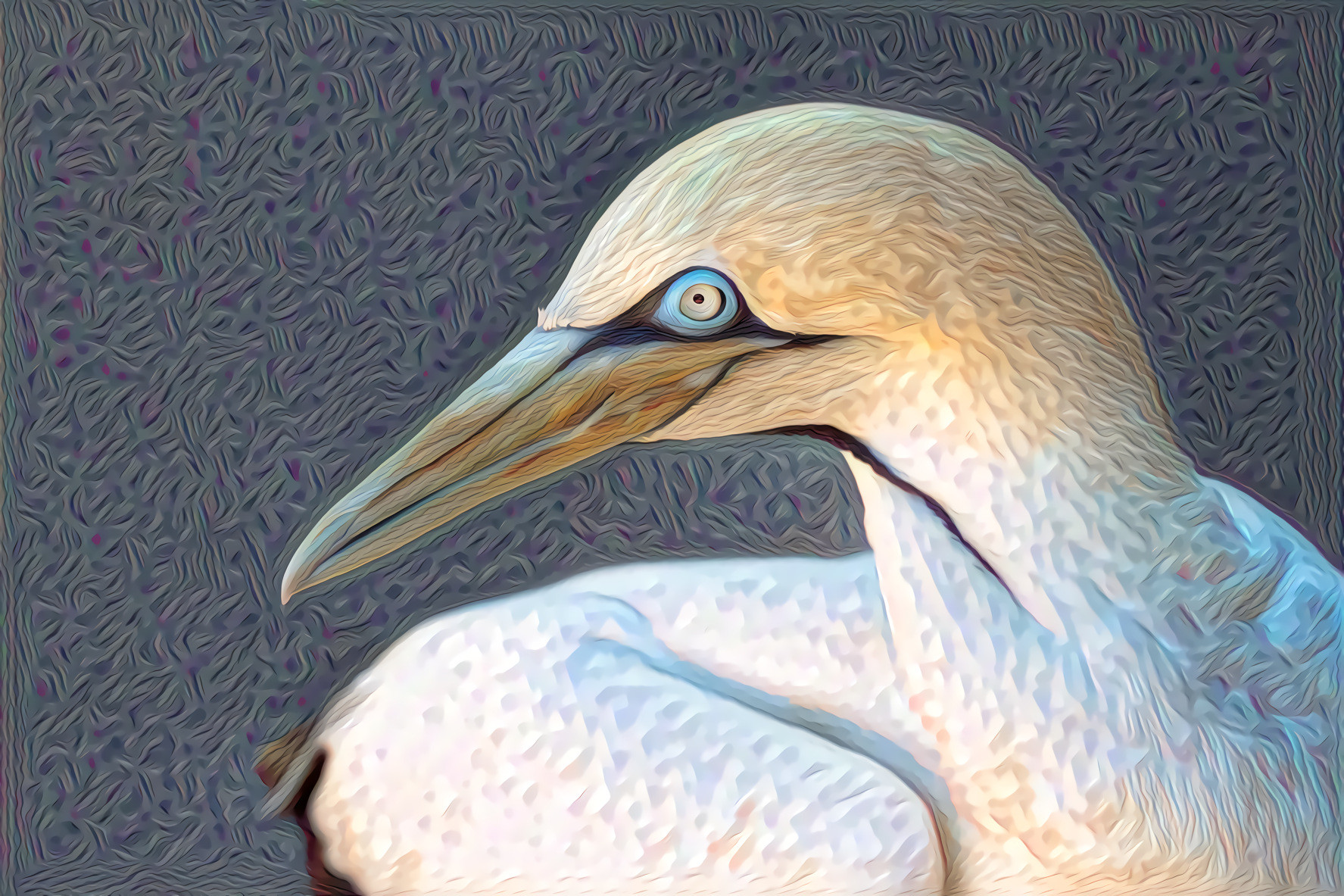 Gannet