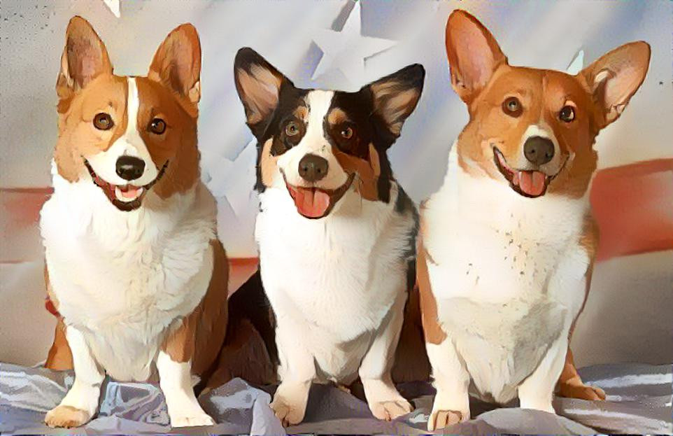 Corgi trio