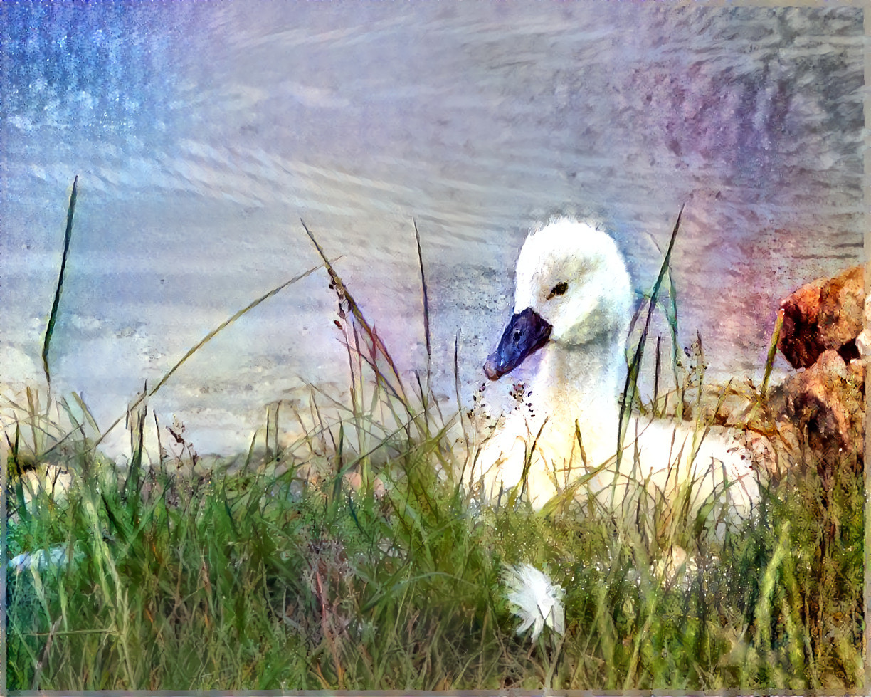 Cygnet