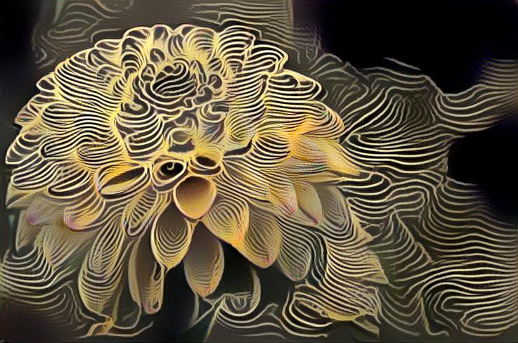 Dahlia, Yellow Stripes