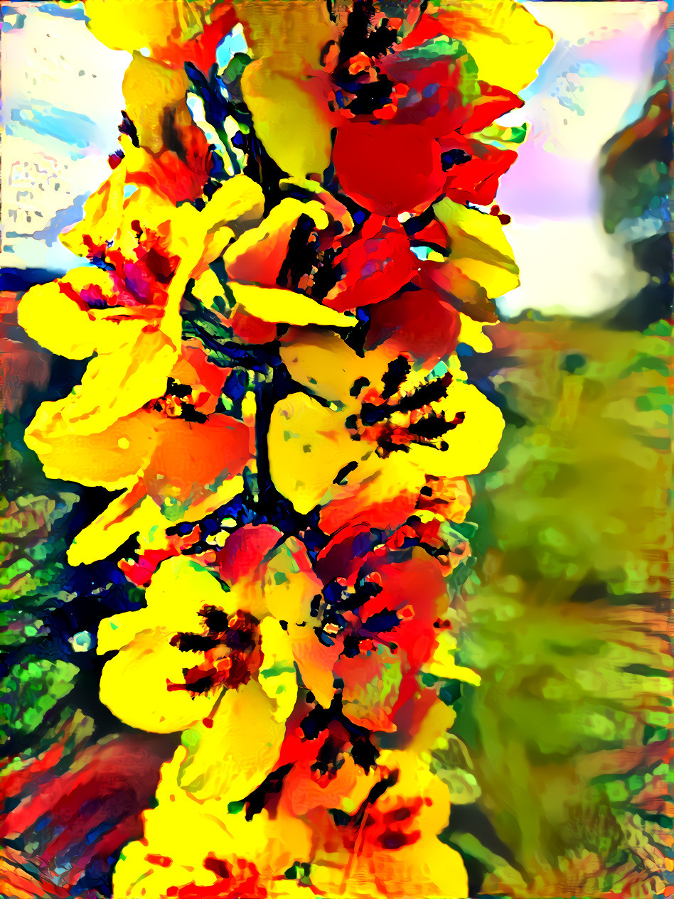 Verbascum 5 kandinsky pd 3_4