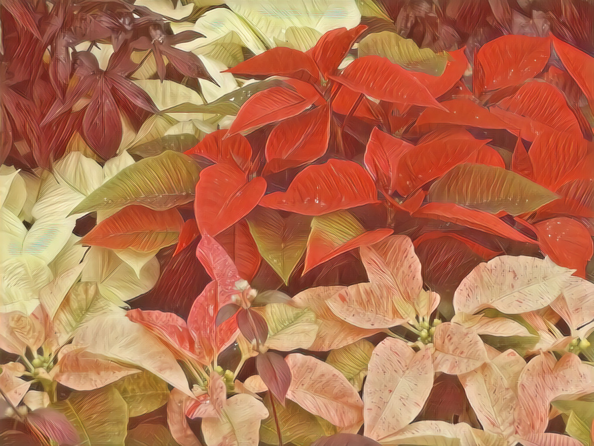 Poinsettia #3 - Krone Conservatory