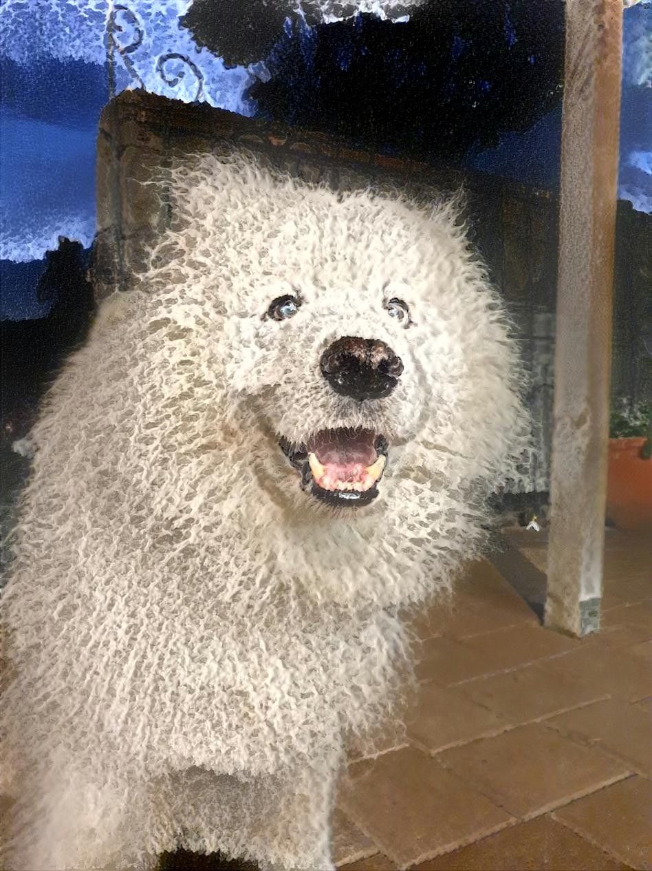 Happy Samoyed