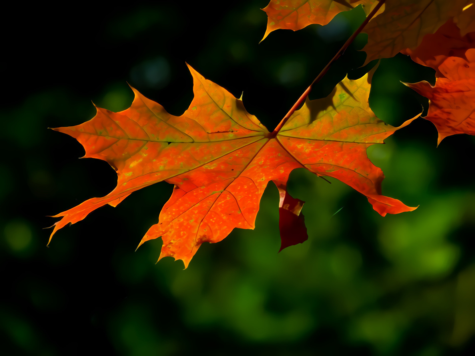 Maple Leaf in Autumn