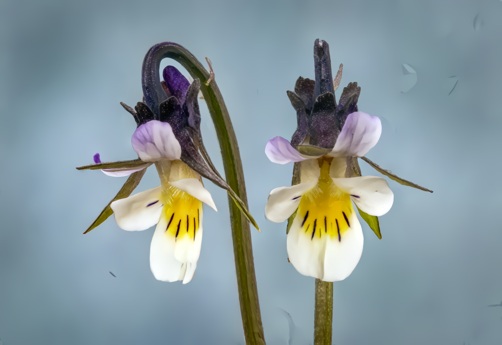 Field Pansy Wildflower