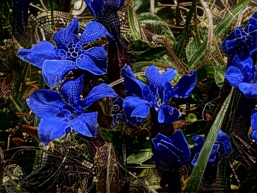 Gentiana verna 