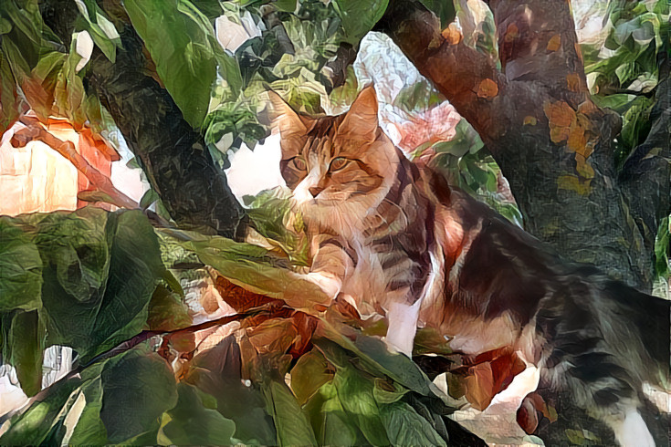 Tibby in the cherry tree