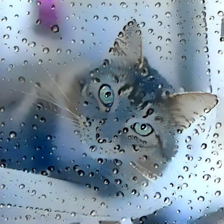 Kitty in the rain