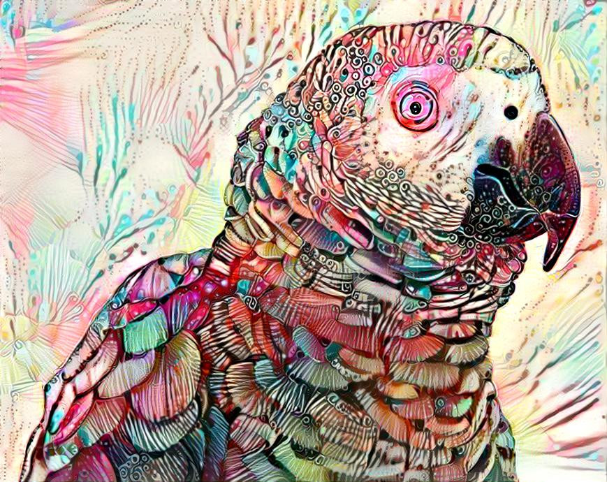 African Gray Parrot