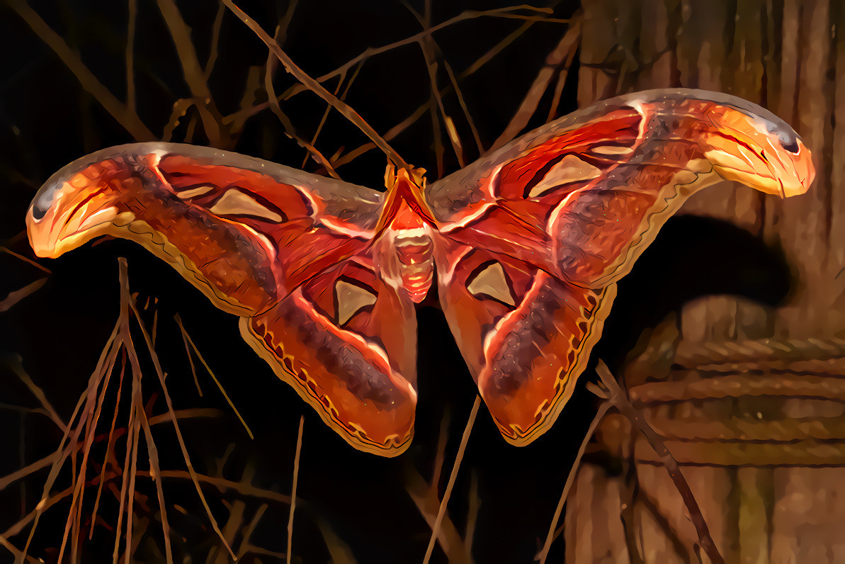 Atlas Moth