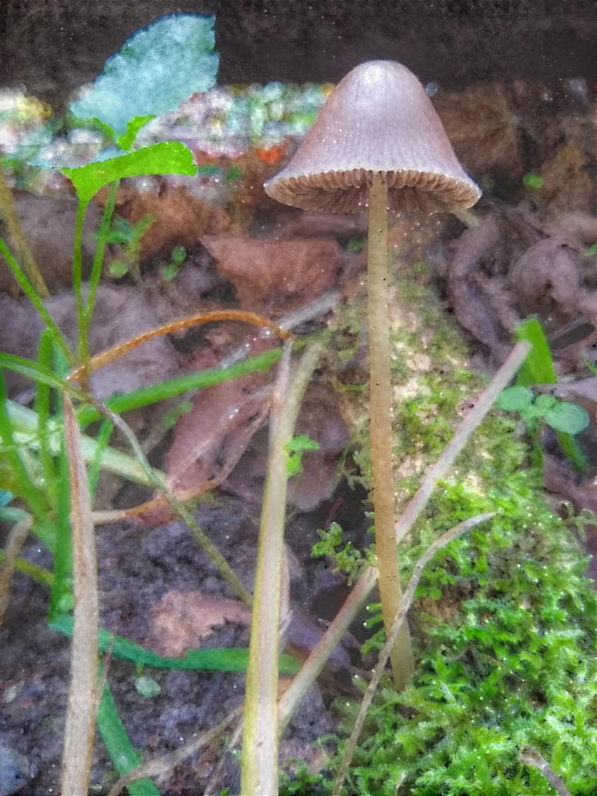 SHROOM