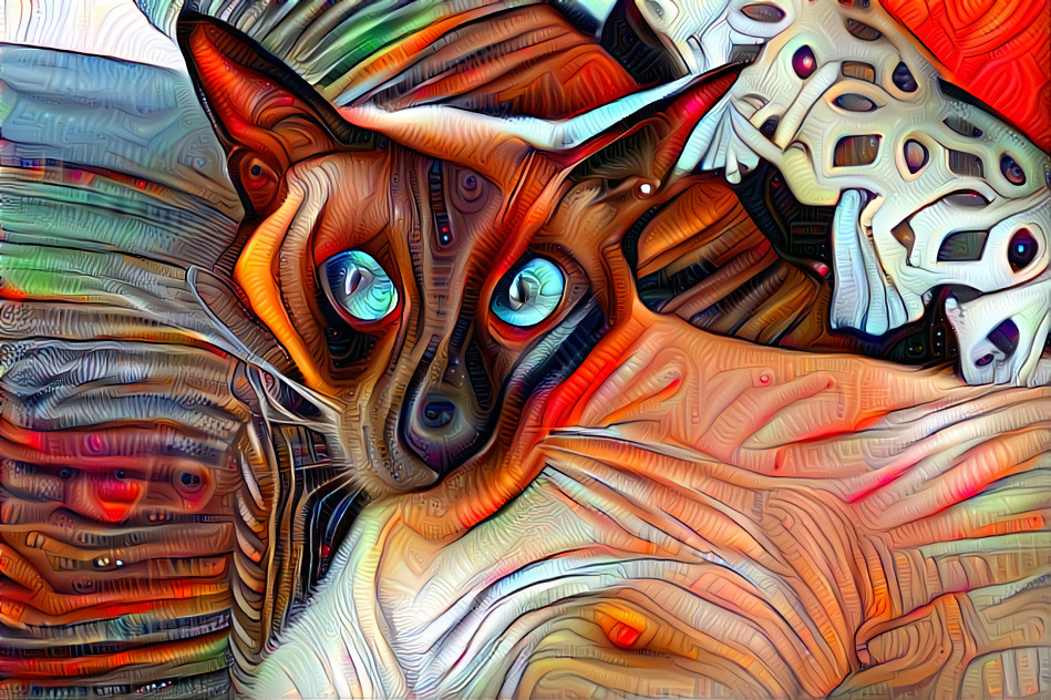 CAT OF NINE CITIES