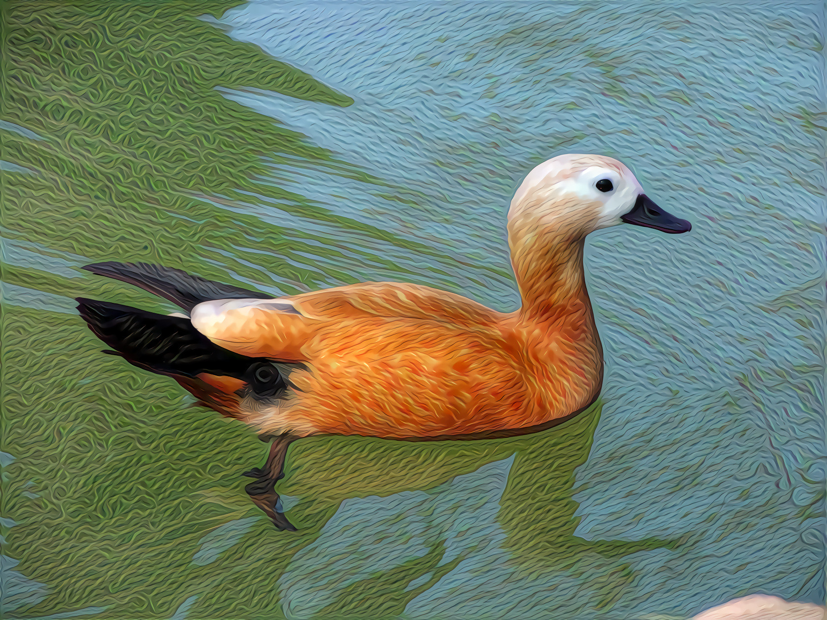 Ruddy Shelduck, India, Asia, SE Europe