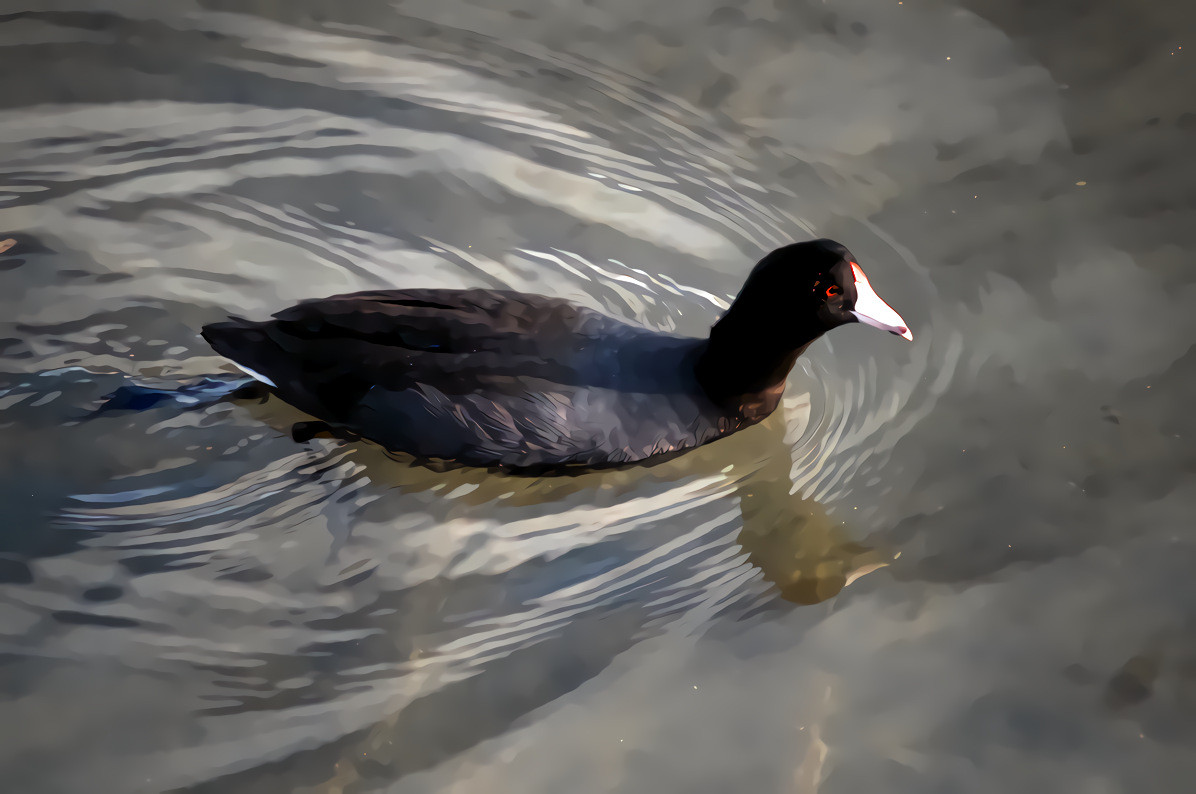 American Coot