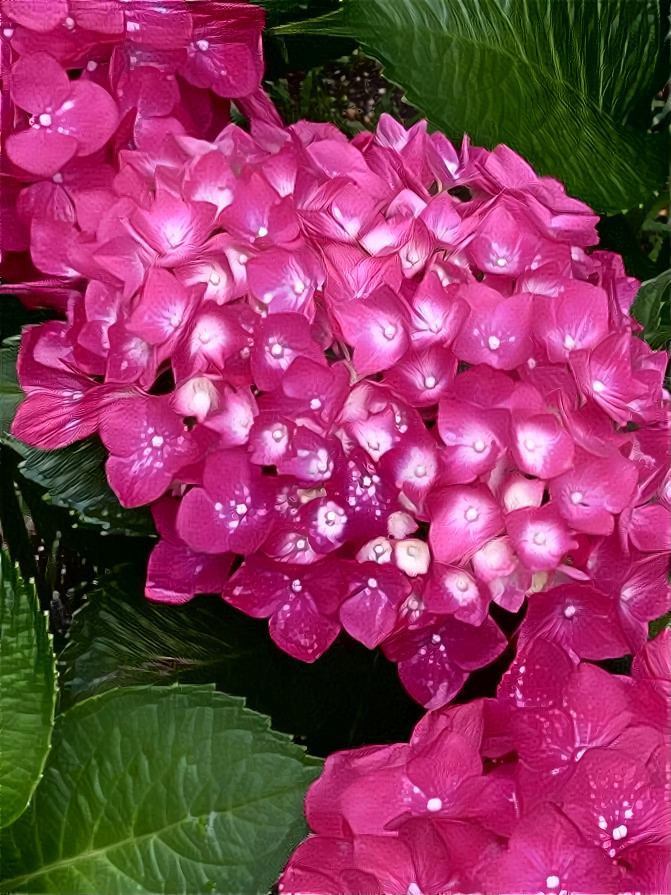 Hydrangea macrophylla(수국)