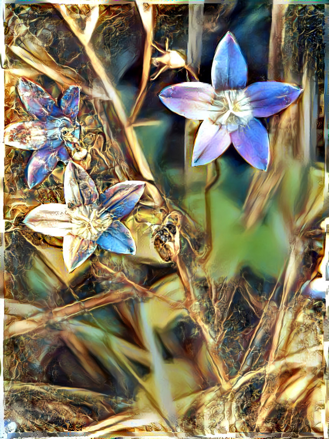 Wiesenglockenblume