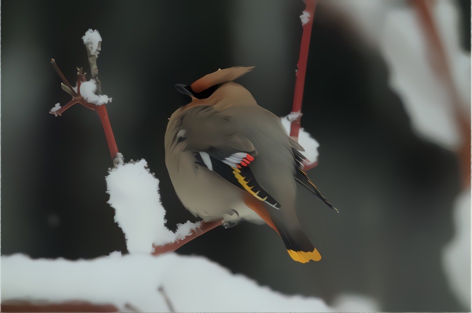 Overweight Bohemian Waxwing