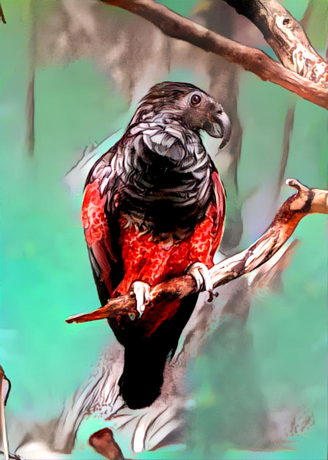 Dracula Parrot