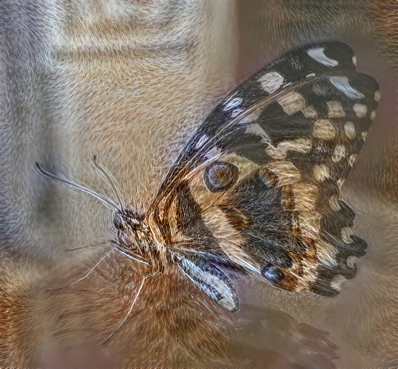 Tortoise Shell Butterfly