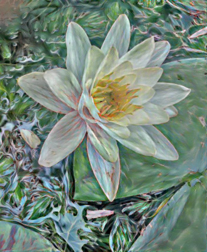 water lily