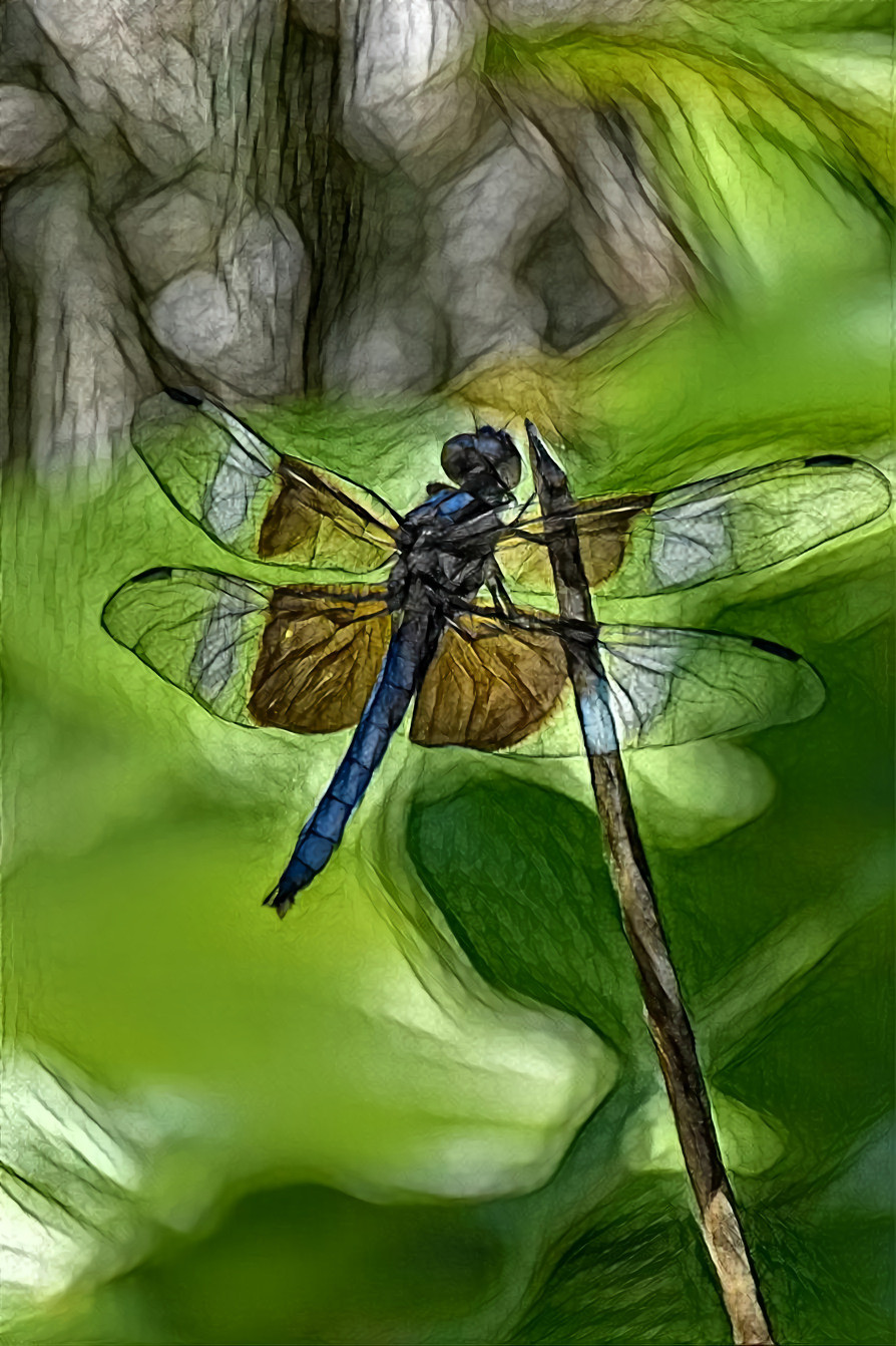 Widow Skimmer Dragonfly 2