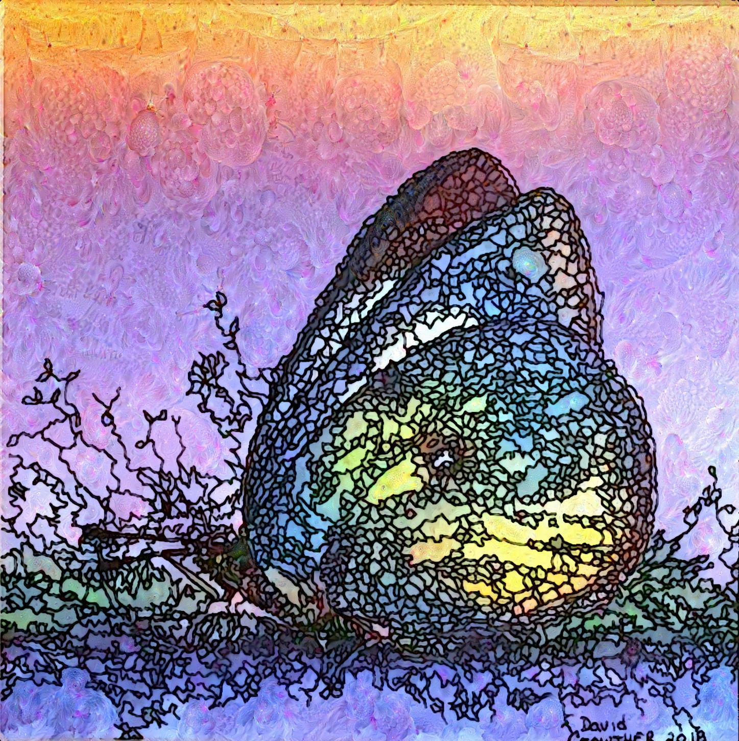 Butterfly Dreams