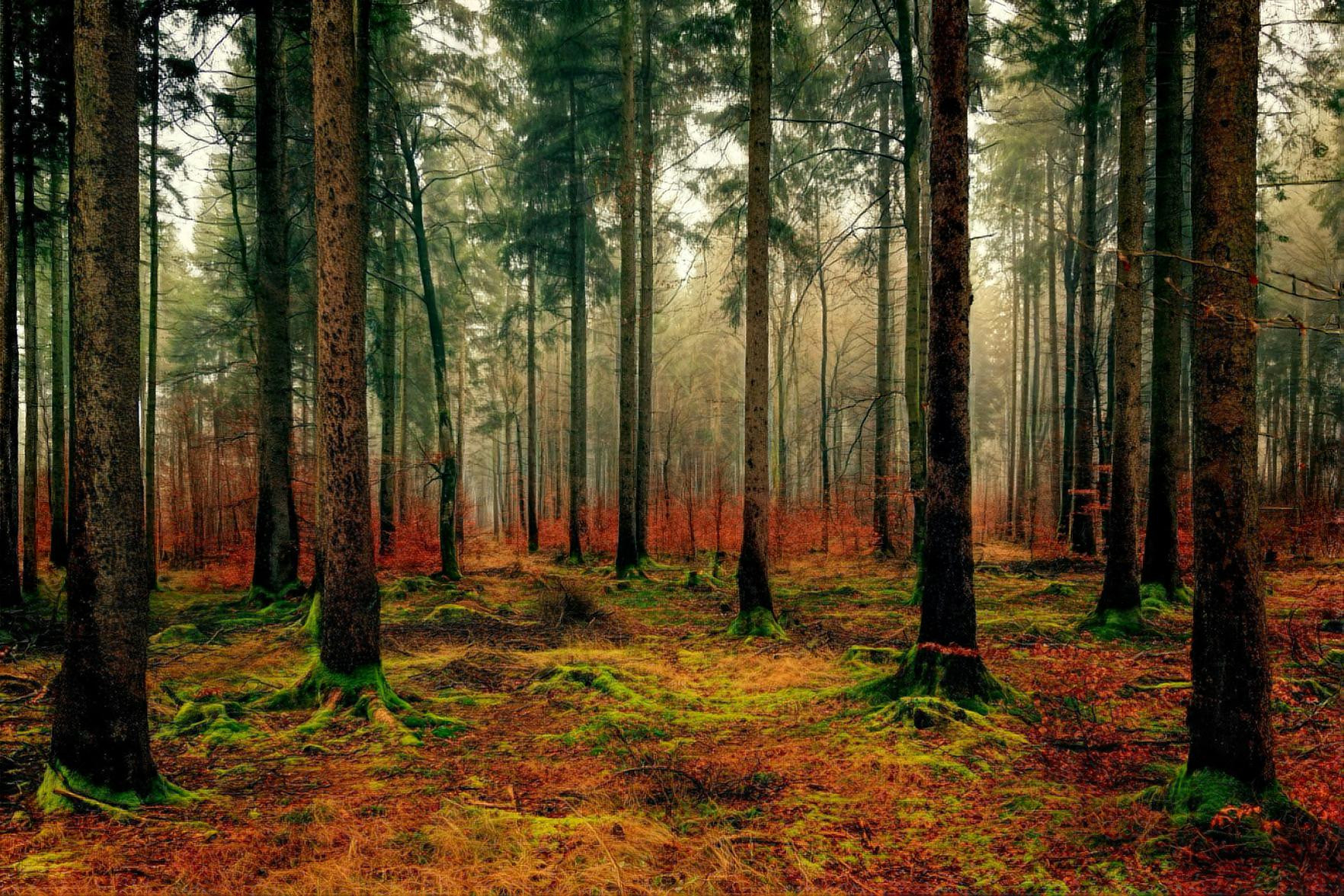 Autumn Forest, Red Leaves