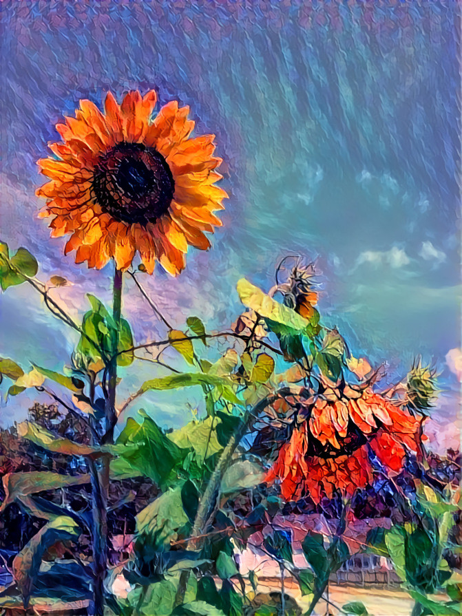 Another Sunflower