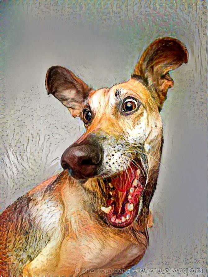 dog4