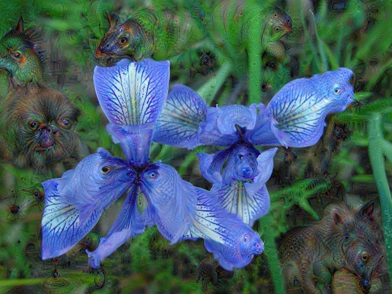 blue iris