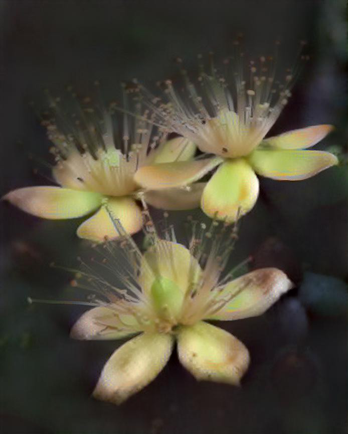 cheerful flowers